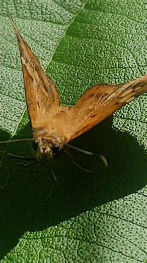 The Flight of a Moth... 🙂