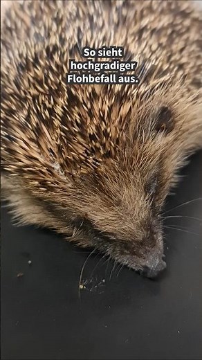 Dieser Igel leidet unter hochgradigem Flohbefall.
