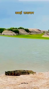 139K views · 2.3K reactions | जवाई में जंगली मगरमच्छों को देखना आपके...