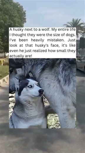 A husky next to a wolf