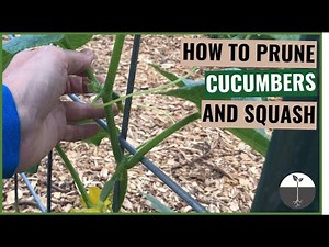 How to prune cucumbers and squash