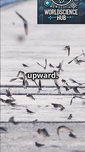 How Do Birds Fly? 🐦💨 The Physics of Flight! #shorts