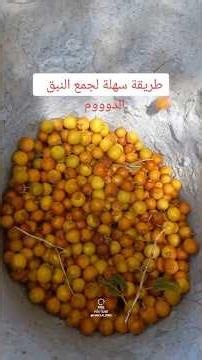 طريقة كيفيت جمع نبق الدوم طريقة سهلة للجميع #طريقة_سهلة_لجمع_النبق #explor #ترند #اكسبلور #capcut