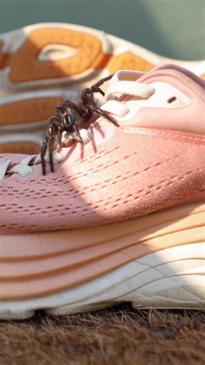 80K views · 173 reactions | They're back... ️️️ Funnel-web spider season has arrived, with increased sightings expected across the Blacktown area. Spiders are turning up in homes, backyards, sheds, and even pool filters after recent rainfall. The Australian Reptile Park has some advice if you happen to stumble across a funnel-web in your backyard  | Blacktown Advocate | Facebook