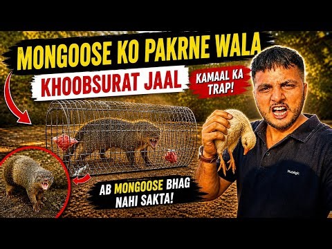 Mongoose trap | catch mongoose | Nonigoshiworld 