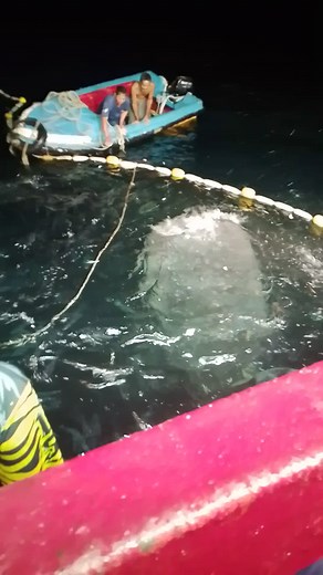 Jalibobnori on TikTok