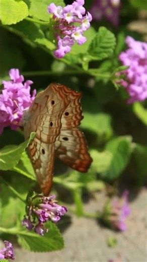 The Butterfly Habitat: Open Now at the Springs Preserve 🦋✨