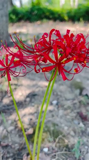 #🇻🇳nguyễnthương🇻🇳 #ngocdiemcao @CaoNgocDiem11 @CaoNgocDiem9 @Cao ngoc Diễm 6 @CaoNgocDiem