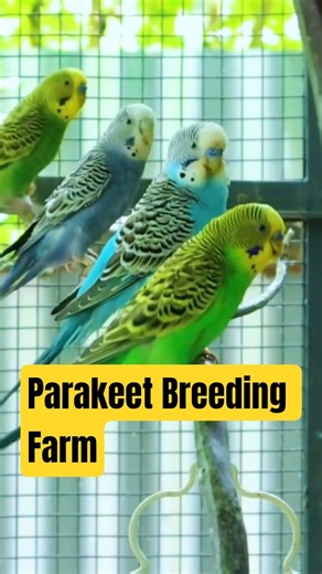 Parakeet Breeding Farm #shorts #birds #parakeet #farming #india