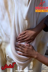 78 reactions | Kashish ho tu Esi ho,Alhumdullillah ❤️ By Maryam Cattle ❤️ More coming soon !! | Karachi Cow Mandi Services | Facebook