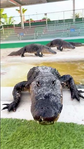 How many gators can you see in this shot??? Put your guess in the comments 🐊🐊🐊