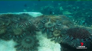 The Federal Government has awarded more than $50 million in contracts to specialist teams involved in the Crown-Of-Thorns Starfish Control Program. The initiative will see divers protect coral by culling the starfish along Queensland's coastline over the next three years. 7NEWS at 6pm. #7NEWS | 7NEWS Wide Bay | Facebook