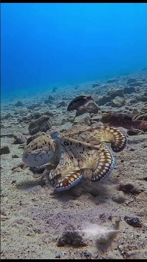 “Octopus Survival Tricks: Ink Clouds and Instant Camouflage”