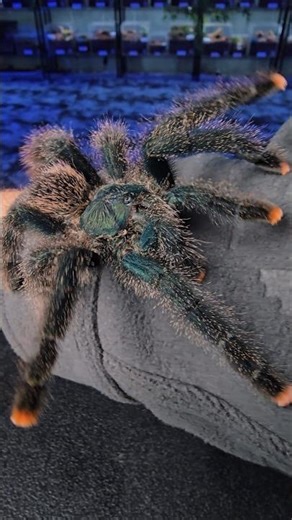 Pinktoe Tarantula QUICK CARE - Avicularia avicularia