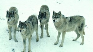 DNR estimates Wisconsin wolf population at 972 animals