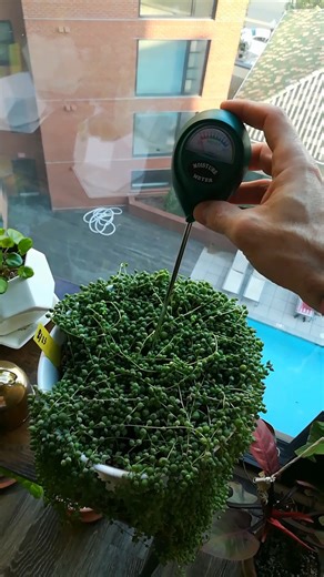 Moisture meters can be a great tool for new plant parents. Note that your plants should always reach a certain level of dryness before you water them.⠀ ⠀ If you're using a meter for succulents, stick it all the way down and make sure it's showing "dry" before watering. For most of my succulents, fiddle leaf figs, string of pearls...I wait for level 1 before watering.⠀ ⠀ If you're using a meter for tropicals, you will want the meter to show "moist" (levels between 4 and 6) before watering. A lot 