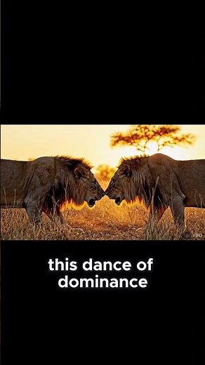 Two Male Lions Fight for their Territory Real Wildlife Documentary Nature True Colors