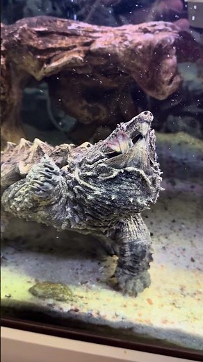 The alligator snapping turtles swallowing whole shrimp.