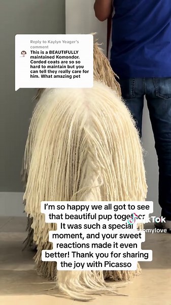 Discover the Unique Komondor Dog Breed