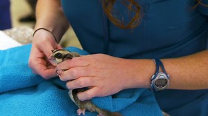 191K views · 239 shares | A sugar glider with an irregular heartbeat is rushed to the clinic. | National Geographic Animals | Facebook