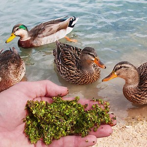 21K views · 1.2K reactions | Ducks Love Duckweed 閭 | The Fish Whisperer | Facebook