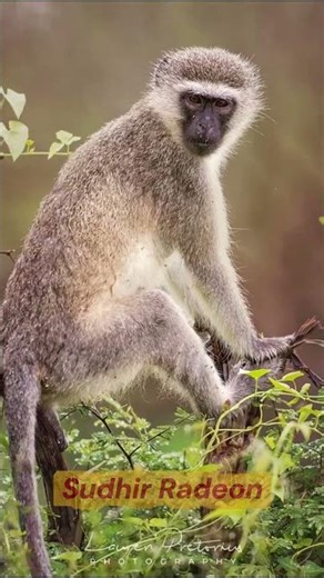 Animals Bhi Ho Jaate Hain Drunk! 😂🍹 Wild Nature Facts