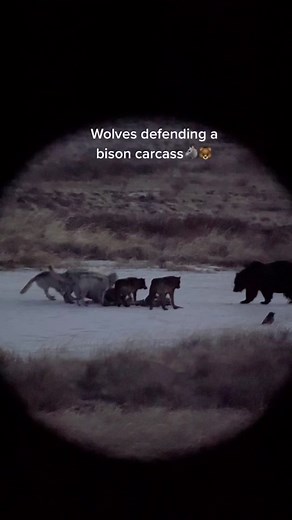 Wolves Defending Bison Carcass Against Grizzly Bear