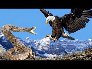 National Geographic Documentary - American Eagle - BBC Wildlife Animal