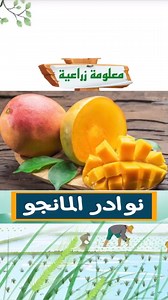🥭 | مانجو العرب arab mango