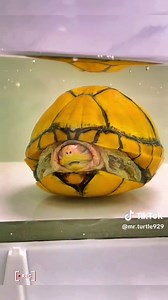 Forming a Hamburger Turtle Shape - Fun Food Creation