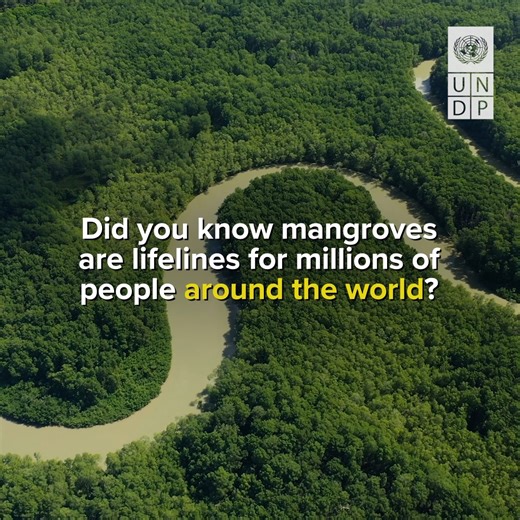 8K views · 128 reactions | Mangroves are essential for the wellbeing of our people and our . They protect coastlines, support biodiveristy to thrive and reduce the impacts of #ClimateChange This #MangroveDay, here are 5️⃣ reasons why mangroves matter. | United Nations Development Programme - UNDP | Facebook