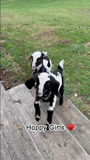 Happy Baby Goats Jumping and Playing | Farm Life Joy 🐐❤️ #shorts
