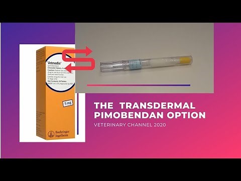 Applying Transdermal Pimobendan To A Difficult To Pill Dog | Topical Vetmedin Instead Of Tablets