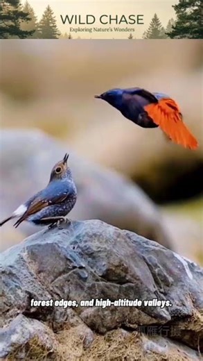 Brilliant Blue & Fiery Tail: The Striking White-winged Redstart🍀🌿🐣 #birds
