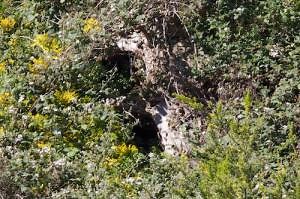 Coyotes Use Dens Only For Pupping