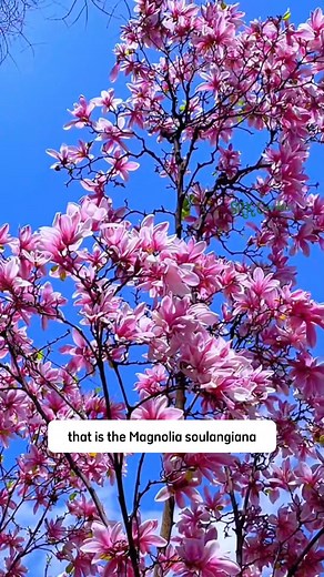 63K views · 929 reactions | Magnolia Soulangeana | SRK | Facebook