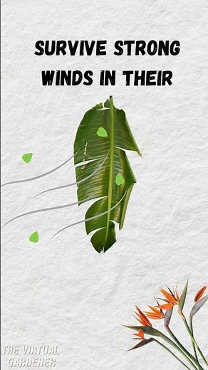 why your bird of paradise leaves are tearing