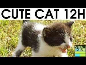 CATS MEOWING for 12 Hours Sound Effect