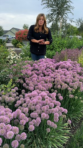 200K views · 9.1K reactions | Our 'Serendipity' allium is a perennial that offers a ton of gorgeous color in mid to late summer. These globe-like, rosy-purple flowers top attractive blue foliage, and when crushed, the leaves will emit a smell of onion. Hence, no deer, yet the bees and butterflies will easily find these puffs of purple in your landscape! Hardy in zones 4-8, drought tolerant....and beautiful!! Learn more or order online>>> pwwin.rs/Sdipity | Proven Winners | Facebook