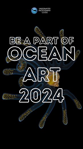 33K views · 1.2K reactions | Submit your underwater photos by November 30, 2023 for a chance to win top dive trips, gear, and more!  14 categories for all skill levels – from Macro to Marine Life Behavior and Underwater Fashion! Don't miss out on the world’s most prestigious underwater photo contest.  #underwaterphotography #photographycontest #oceanart2024 | Underwater Photography Guide | Facebook
