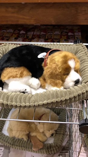 Beastmode_frank on TikTok