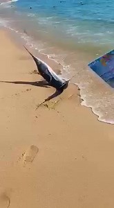 1.9M views · 42K reactions | Circula en redes este video grabado en la playa el Médano de Cabo San Lucas, de un marlin que llegó a la orilla. Prestadores de servicios pudieron ayudarlo a que regresara al mar. Uno de loa prestadores, lo tomó a pesar de las criticas y llamados para que lo regresara | Radio Fórmula La Paz | Facebook