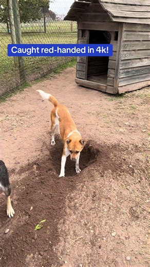 Garden Route SPCA on TikTok