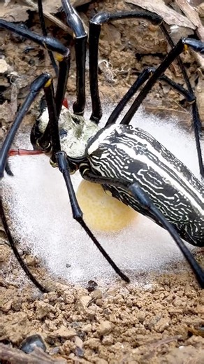 Rare Moment: Close-Up of a Spider Laying Eggs