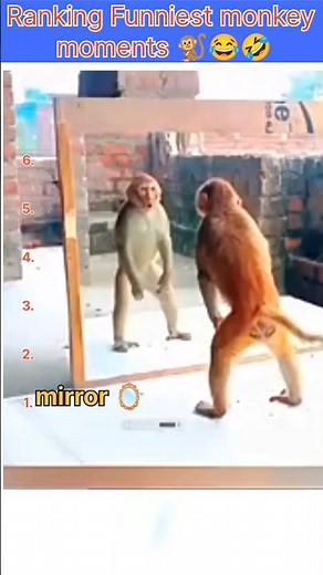 Funniest monkey moments 🐒😂🤣 # laughing club#comedy#monkey #viralvideo #funnyvideo #funnyshorts#funny