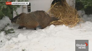 Groundhog Day: Shubenacadie Sam makes her prediction