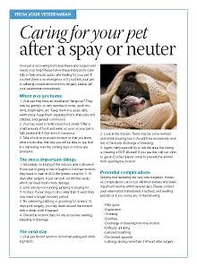 Client handout: Caring for your pet after a spay or neuter | dvm360