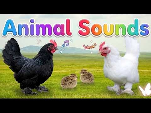 Cute Farm Animals Sounds: Bantam Chicken, Owl, Guinea Fowl, Guinea Pig, Quail, Pig - Relaxing Video