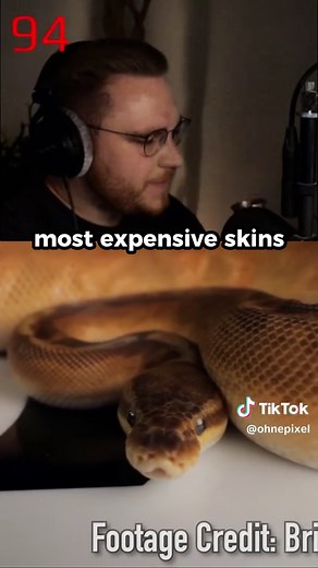 Exploring the $445,000 Blue Morph Green Tree Python