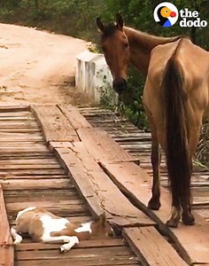 This baby horse was stuck on a bridge — until a guy came along and carried him to safety 🐴💕💕💕 | The Dodo